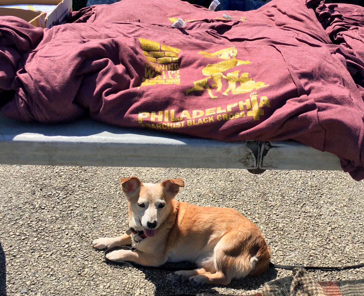 dogs-of-rdtw-1.jpg