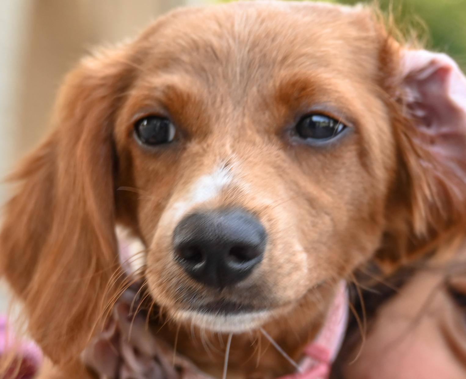 dogs-of-rdtw-3.jpg