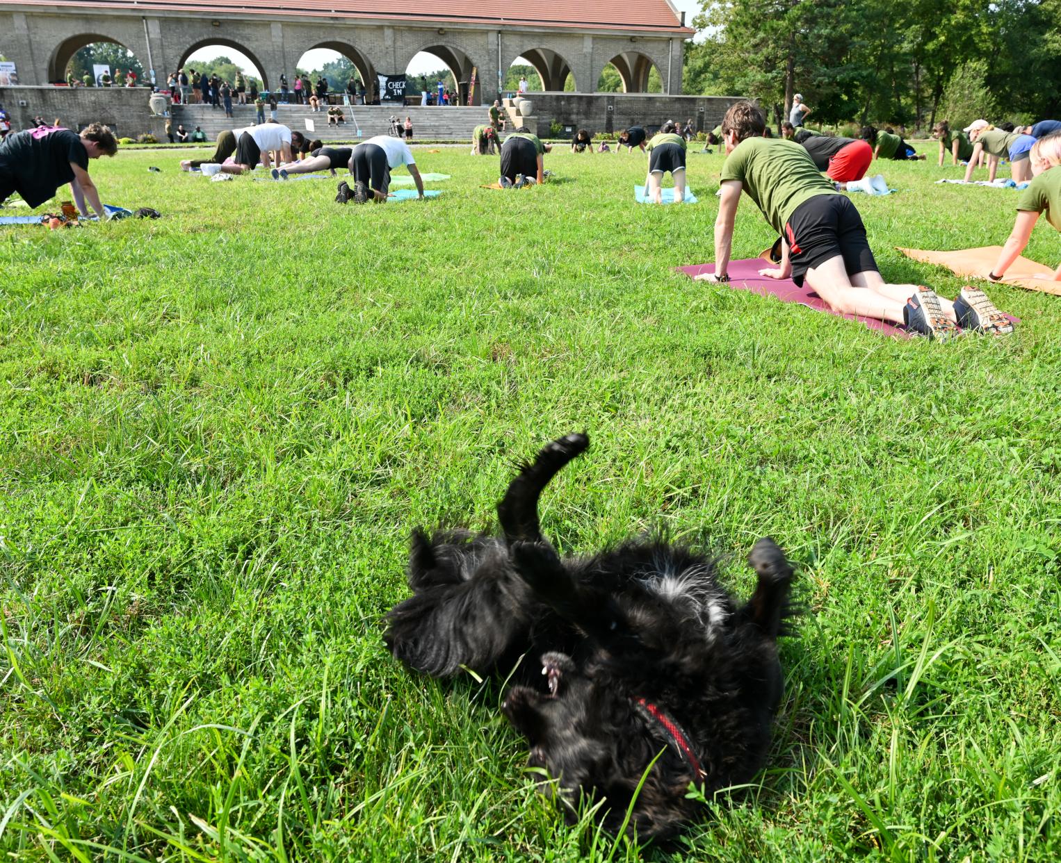 dogs-of-rdtw-4.jpg